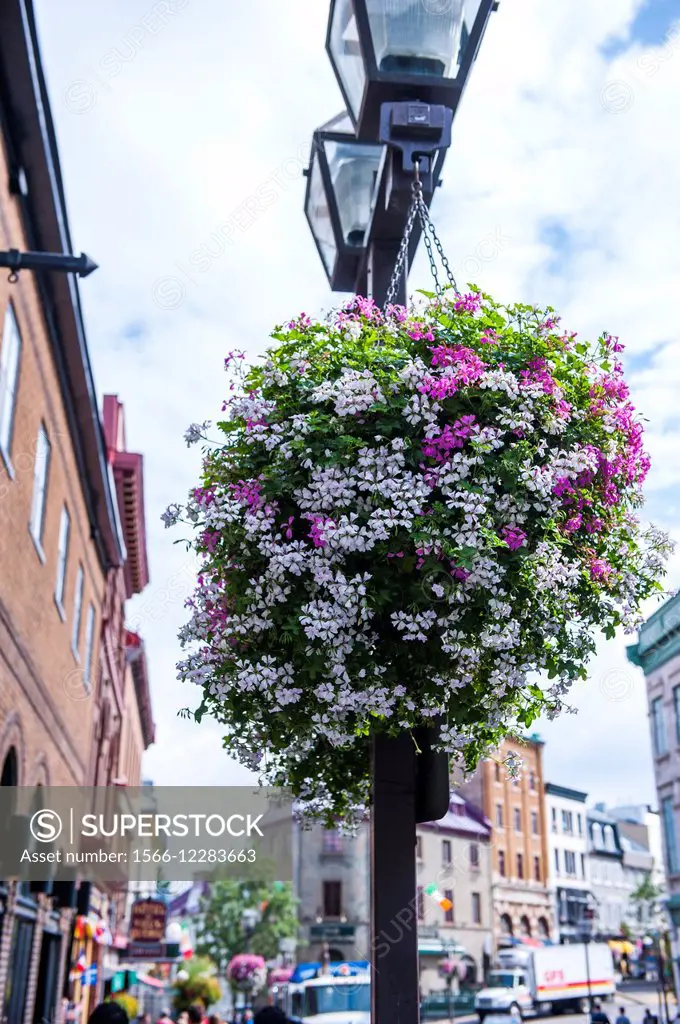 Hanging flower basket from a light pole in Quebec City, Canada.