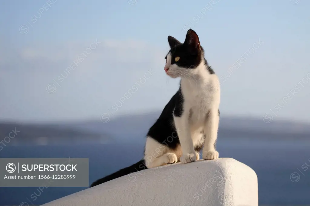 Young cat (Felis catus) in Oia, Santorini, Greece.