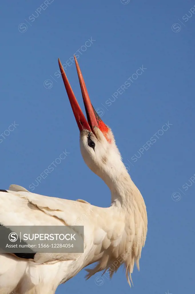 White stork (Ciconia ciconia) calling.