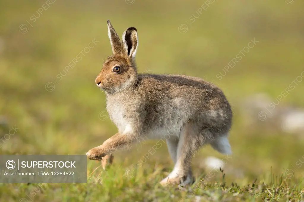 Mountain Hare (Lepus timidus) adult in spring coat running across moorland.