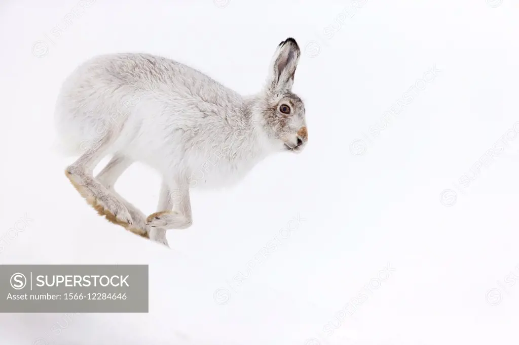 Mountain Hare (Lepus timidus) adult in white winter coat running across snow.