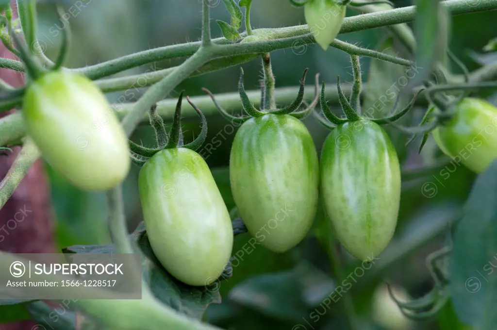 Tomatoes. Image taken at Matang vegetable farm, Sarawak, Malaysia.