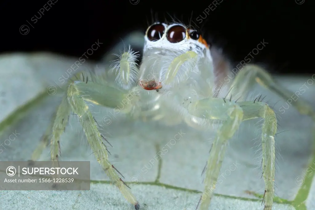 Jumping spider Salticidae. Image taken at Kampung Satau, Sarawak, Malaysia.