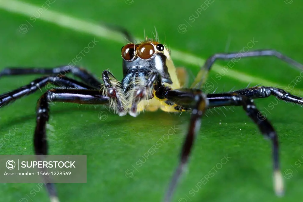 Jumping spider Salticidae. Image taken at Kampung Satau, Sarawak, Malaysia.