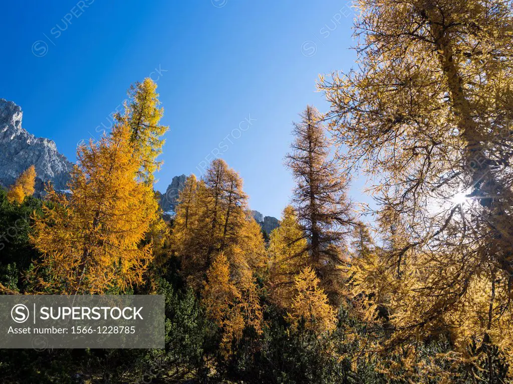 European Larch Larix decidua, golden colors in the mountains during fall in the Rosengarten mountain range Catinaccio of South Tyrol  The Rosengarten ...