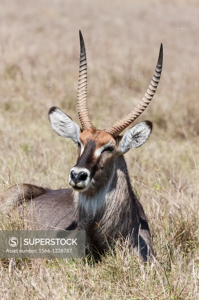 Defassa Waterbuck Kobus ellipsiprymnus defassa, Maasai Mara, Kenya  Africa, East Africa, Kenya, Maasai Mara, December