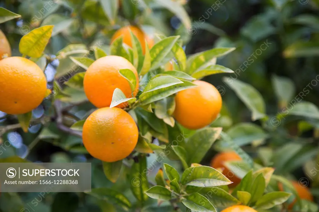 Oranges on the tree.