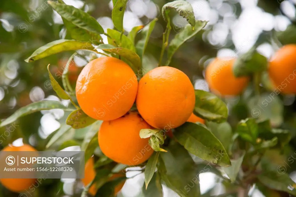 Oranges on the tree.