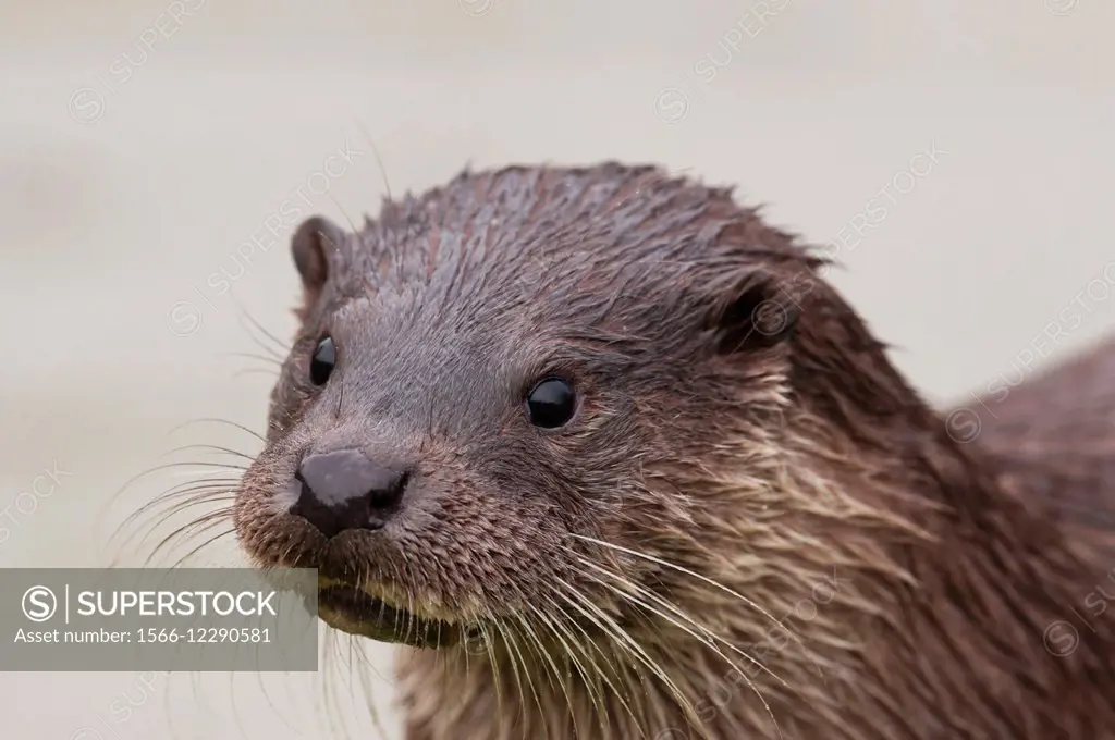 Otter-Lutra lutra.