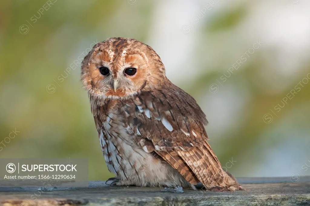 Tawny Owl-Strix aluco.