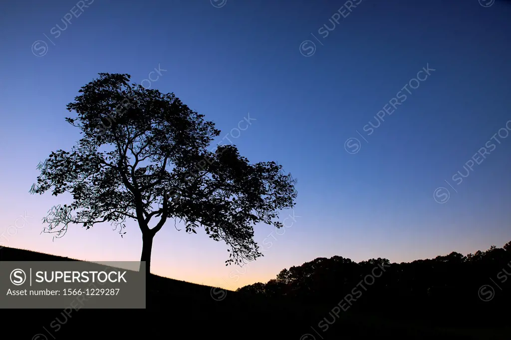 Silhouette of a tree at sunset, Delaware, USA