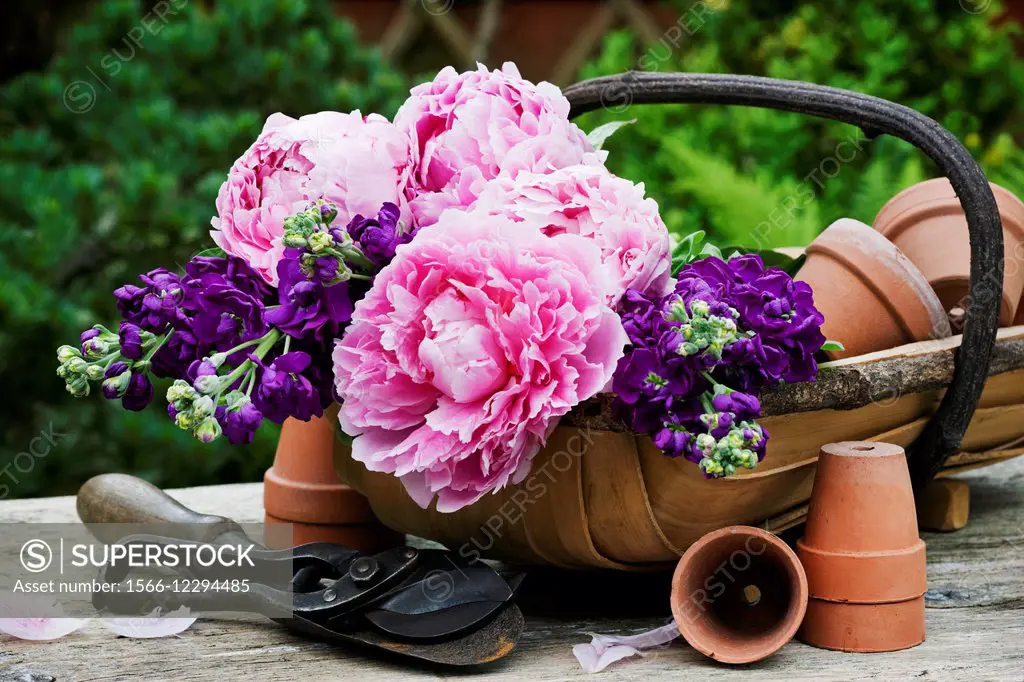 Garden trug filled with Peony and Stock flowers.