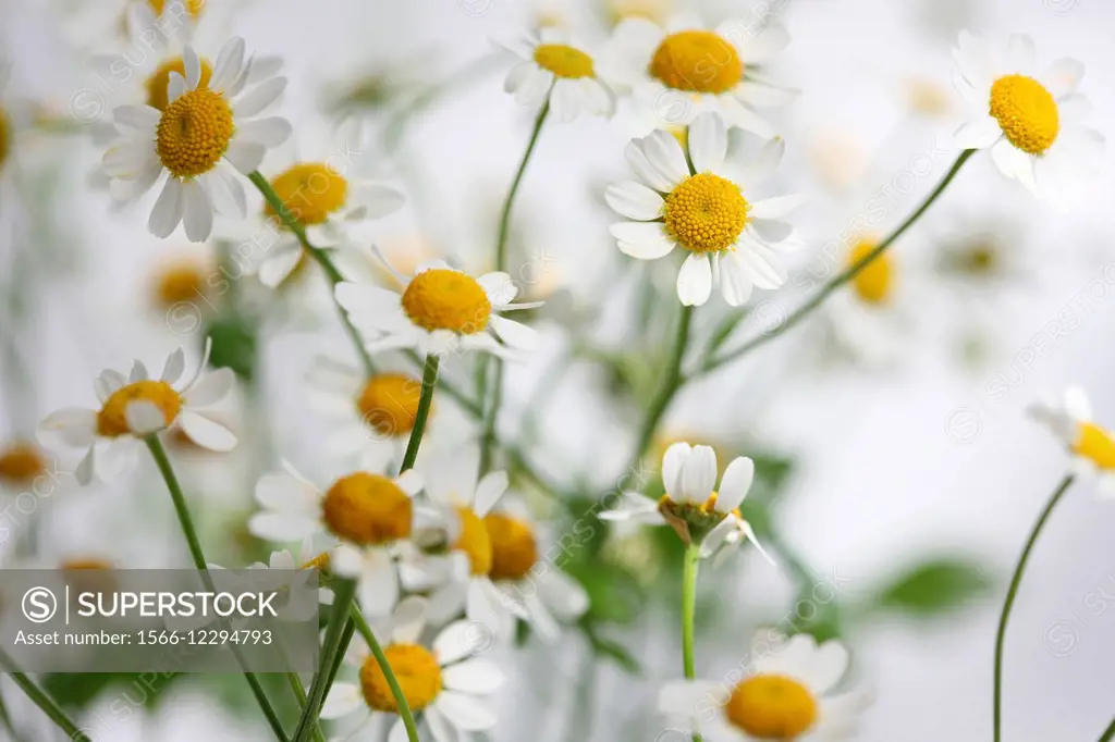 tanacetum parthenium - feverfew, single vegmo variety, Summer daisy-like flowers, medicinal herb.