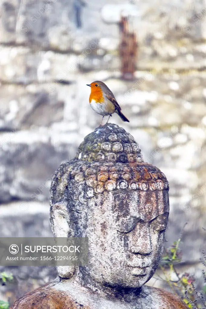 A robin perched on a Buddha statue in a garden in County Westmeath, Ireland.
