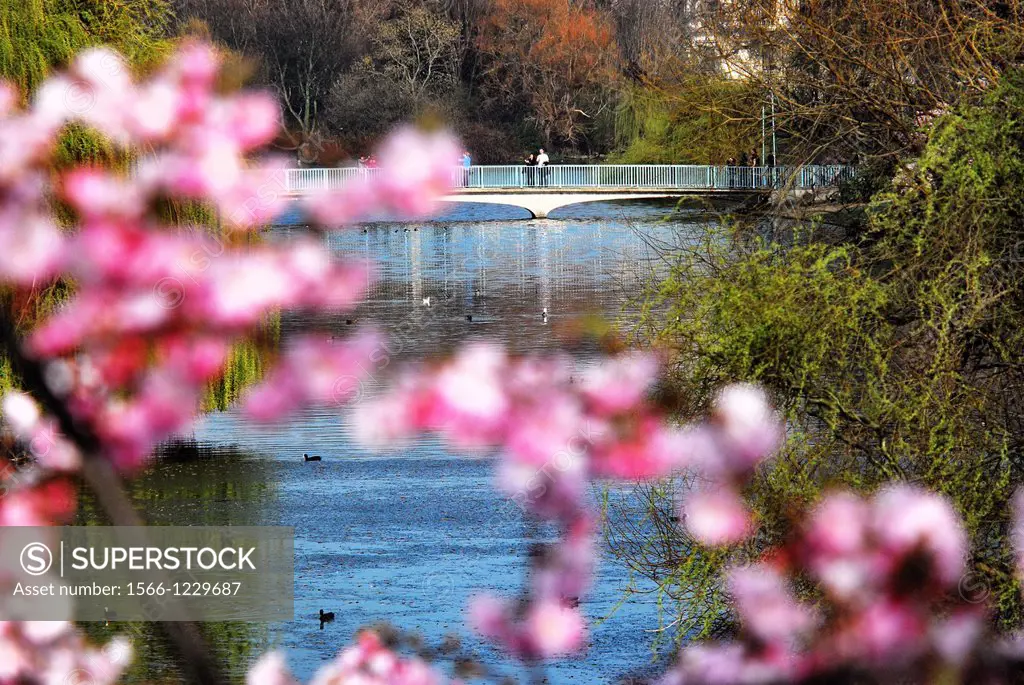 The lake in St  James´s Park, in the heart of London, England, with Spring blossom in the foreground and the famous Blue Bridge in the background