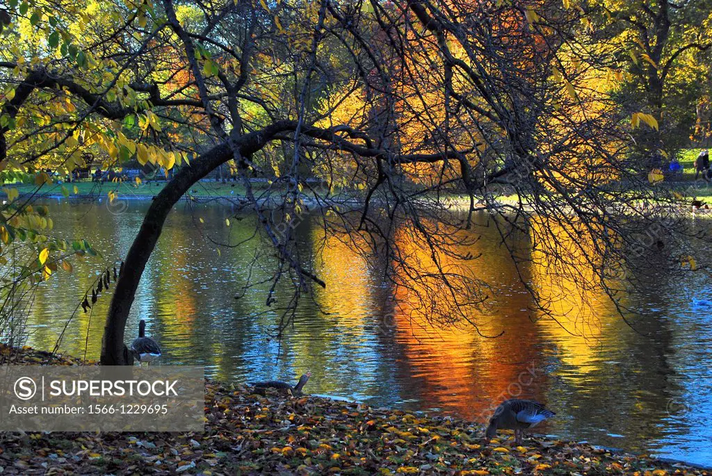 Colourful Autumn / Fall lakeside view in St  James´s Park in the heart of London, England, on a very sunny day