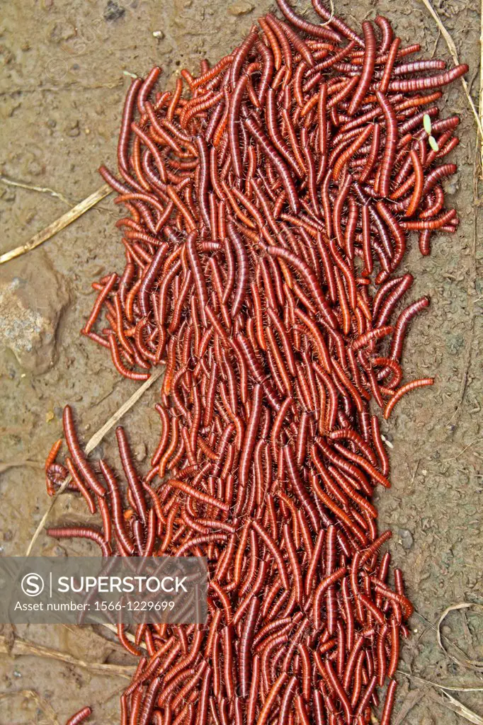 Millipedes  When alarmed, most millipedes coil up in an attempt to protect themselves, found during monsoon, almost in a group  Maharashtra, India