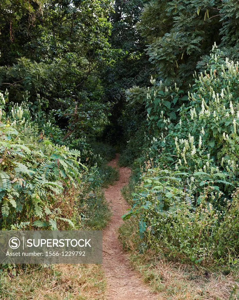 The pathway into the Zara Church Forest in Ethiopia, Africa