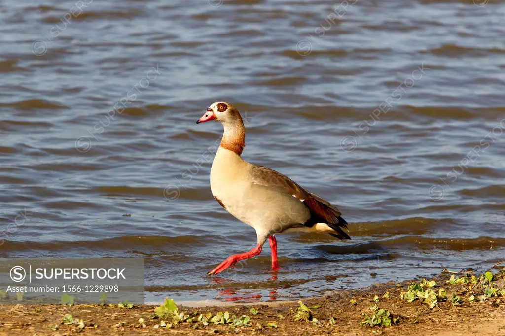 Egyptian goose Alopochen aegyptiaca, in the water, Kruger National Park, South Africa