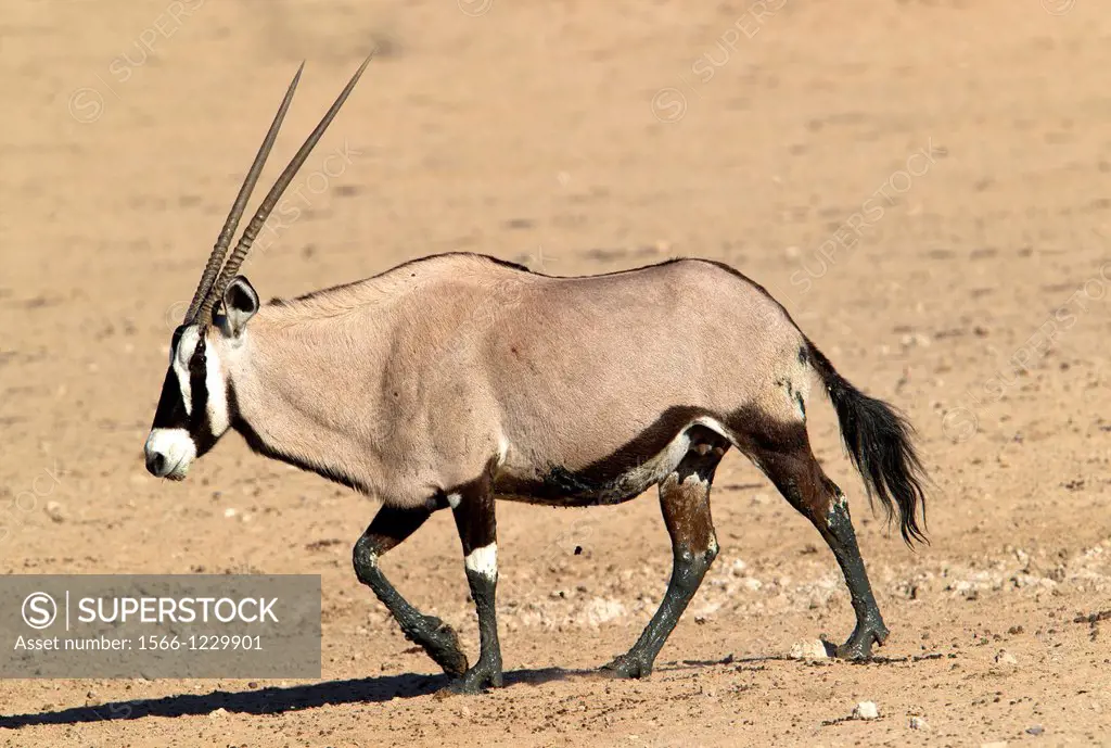 Gemsbok Oryx gazella, Kgalagadi Transfrontier Park, Kalahari desert, South Africa