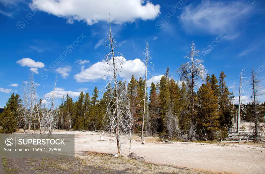 Dead pine in Upper Geyser Basin, Yellowstone National Park, Idaho, Montana and Wyoming, USA
