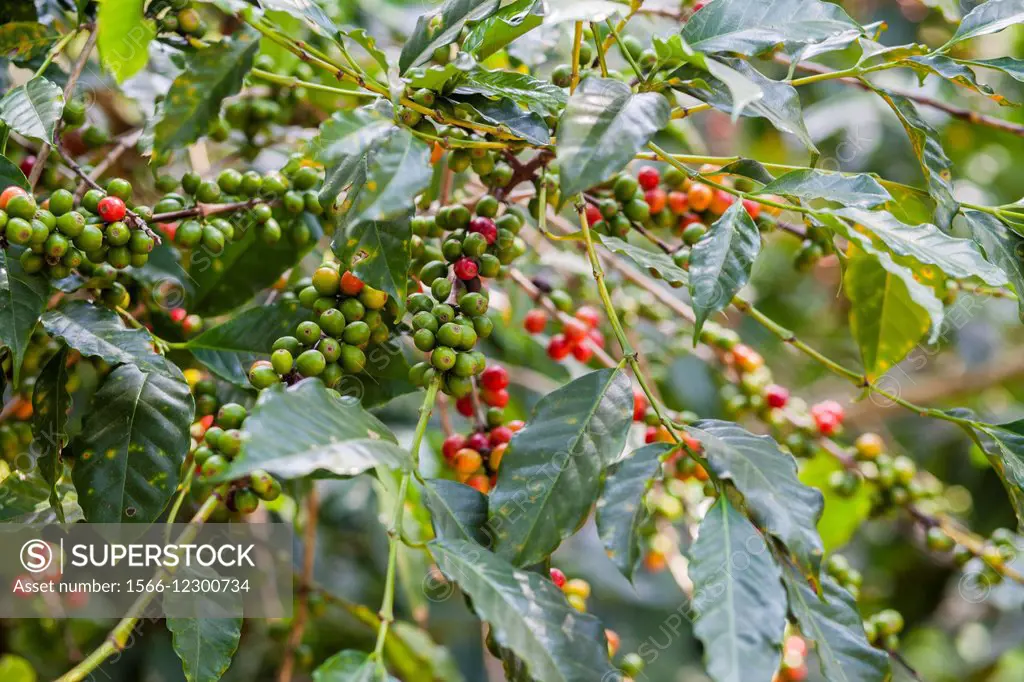 Guatemala, Antigua, coffee plant.