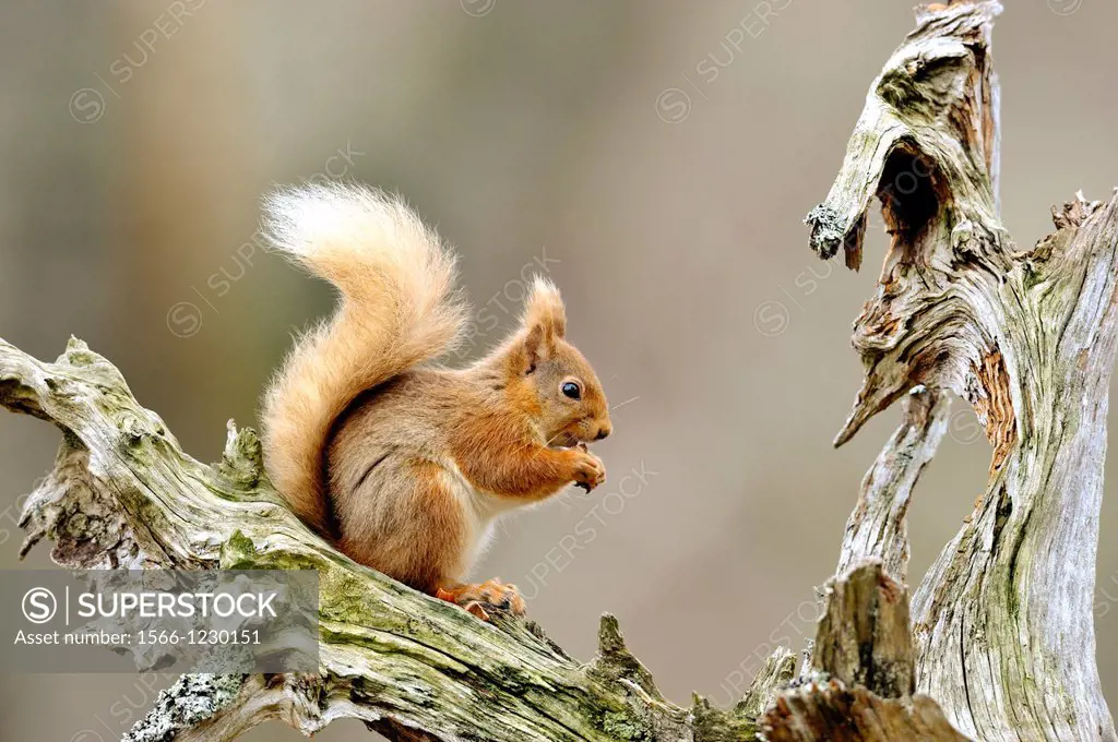 Red Squirrel, Sciurus vulgaris, in oak woodland, Cairngorms, Scotland, UK