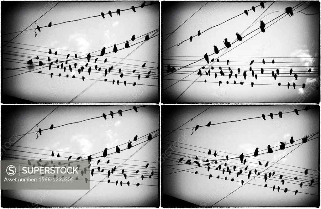 multi image pictures of birds in a cord,