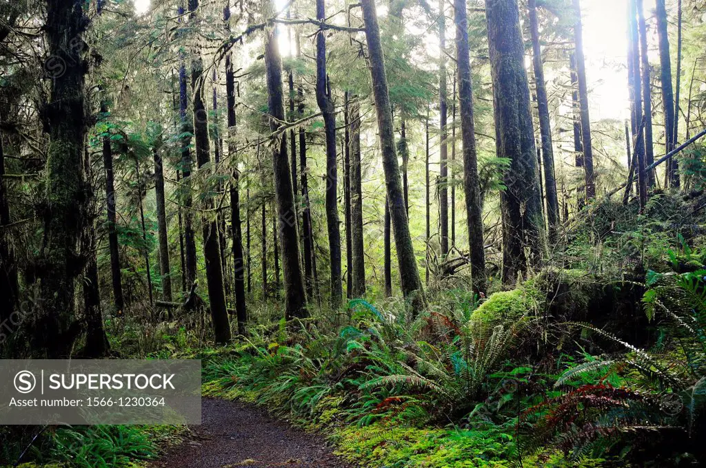 Quinault Forest