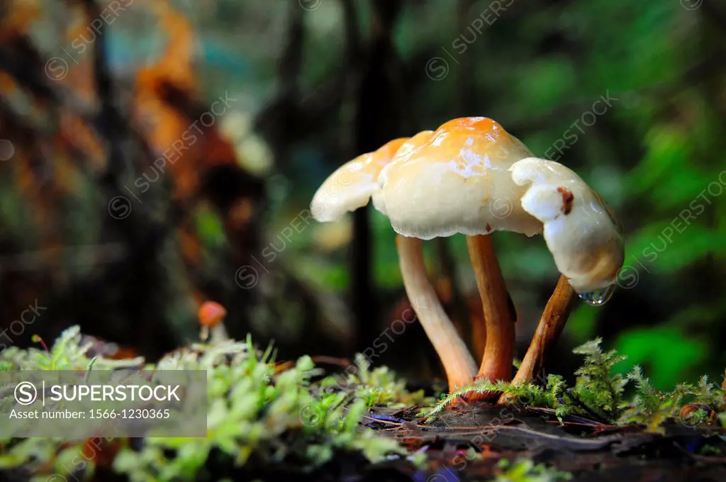 Quinault Fungi