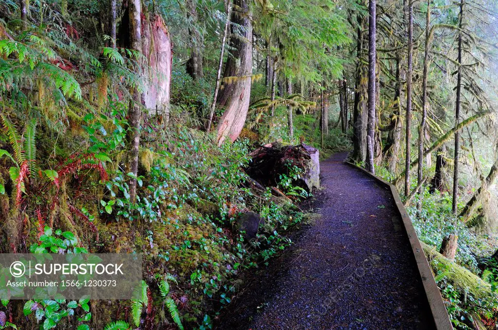 Quinault Path, Washington, USA