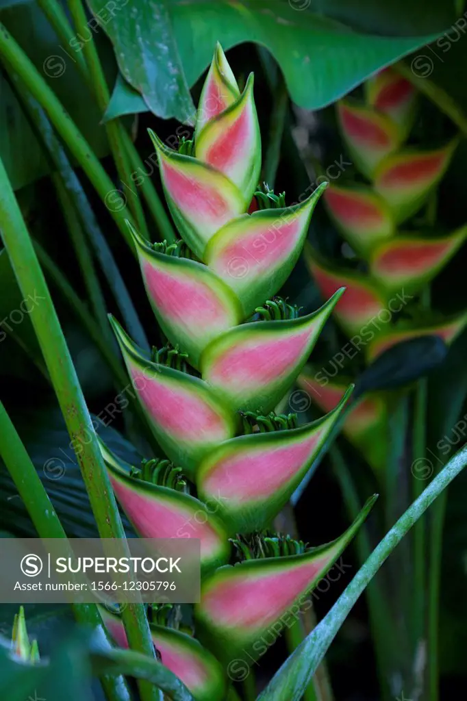 Pink Heliconia flowers outdoors.