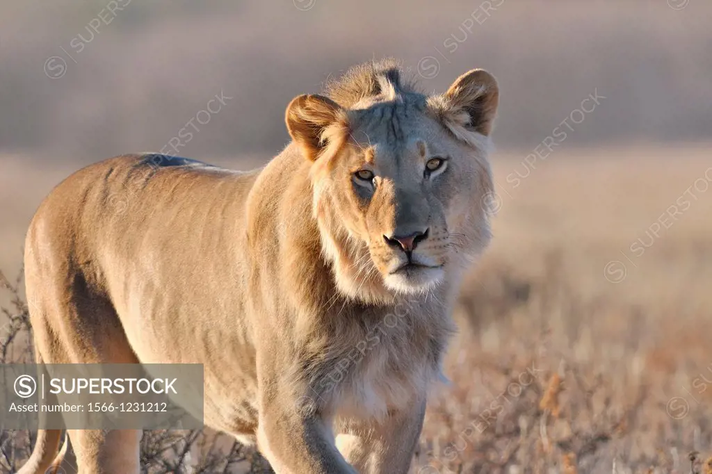 Lion, Panthera leo, Kgalagadi Transfrontier Park, Northern Cape, South Africa
