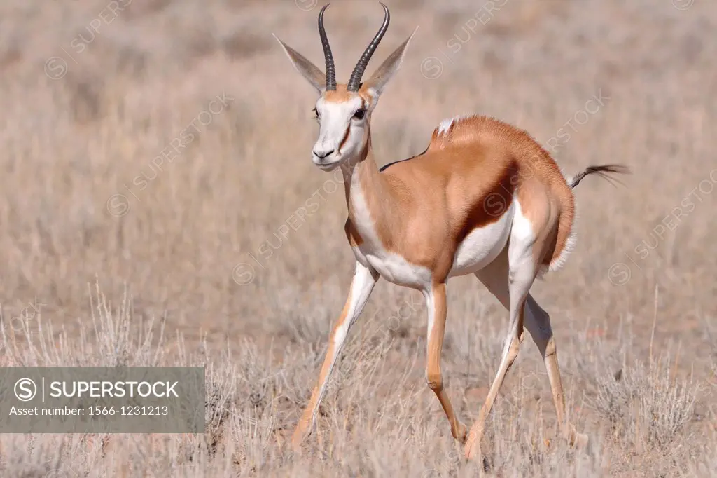 Springbok, Antidorcas marsupialis, running, Kgalagadi Transfrontier Park, Northern Cape, South Africa