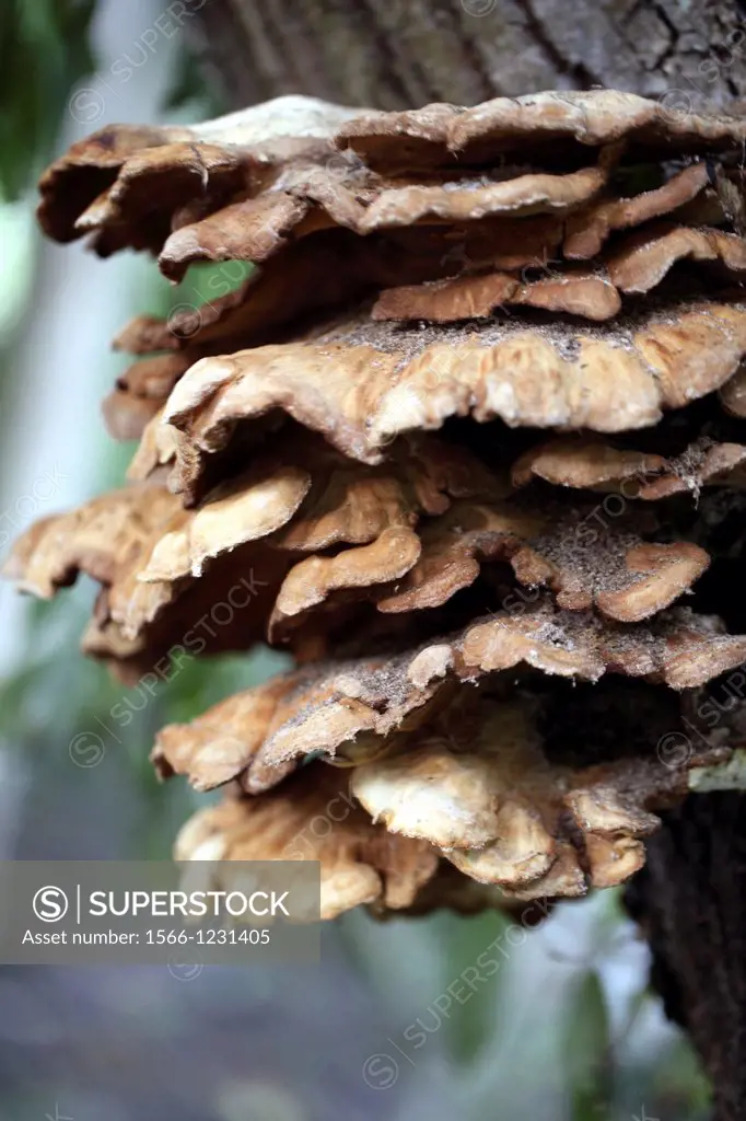 polypore mushroom