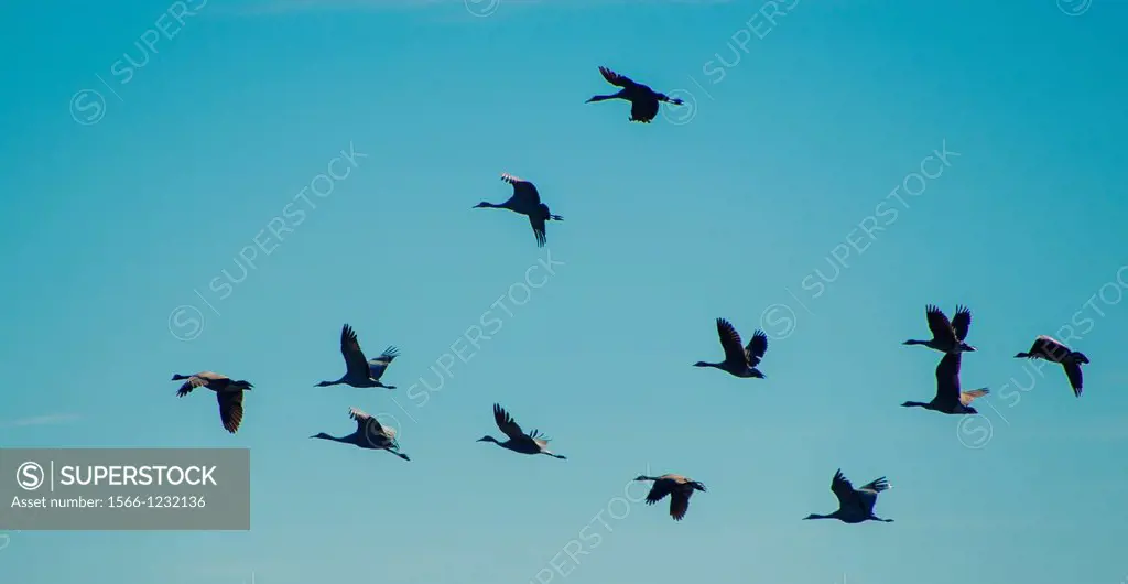 A flock of sandhill cranes are silhouetted as they fly in formation