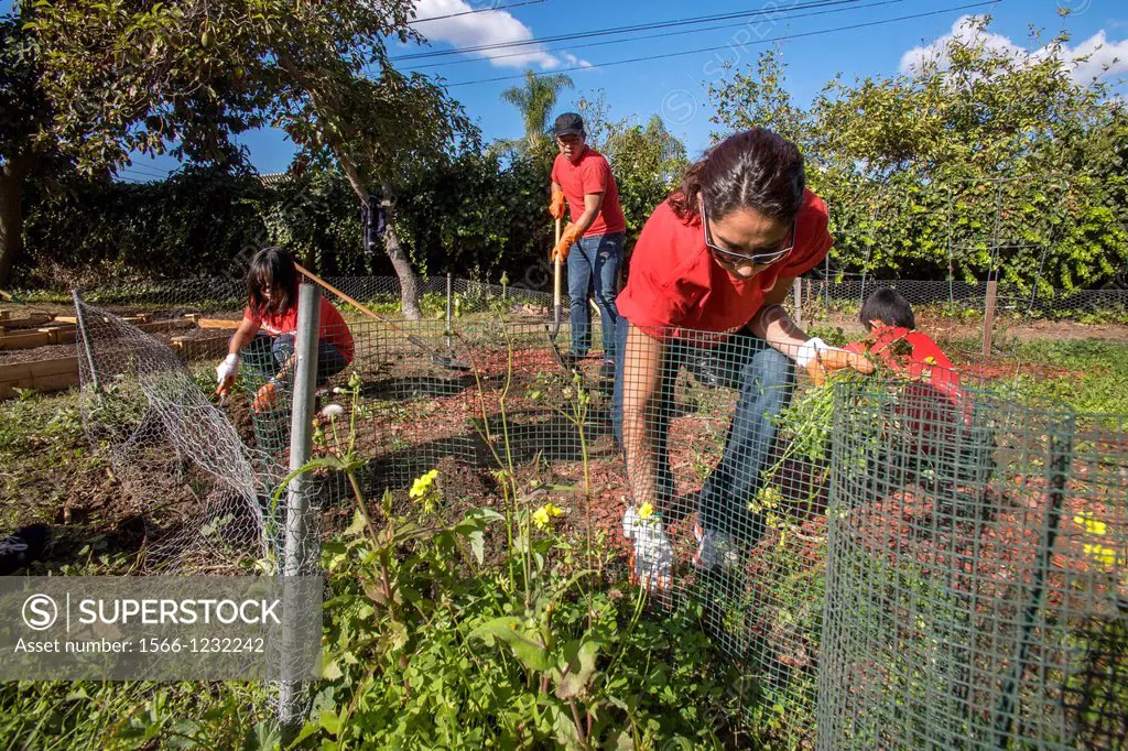 Asian volunteer gardeners plant seedlings in a vegetable garden at a retirement community in Anaheim, CA