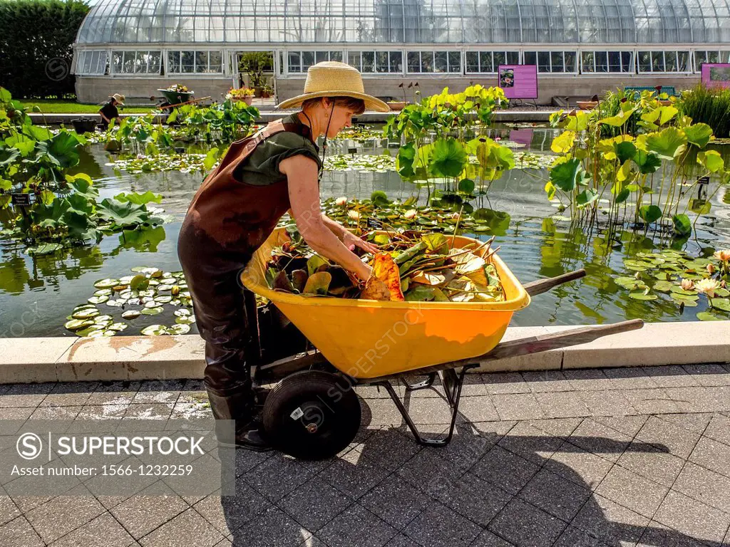 Wearing waterproof waders, a gardener tending water lillies at the Haupt Conservatory pond at the New York Botanical Gardens in the Bronx fills a whee...