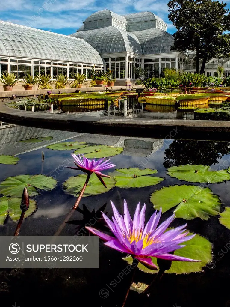 A tropical water lily Nymphaea Islamorada blossoms in the Haupt Conservatory pond at the New York Botanical Gardens in the Bronx