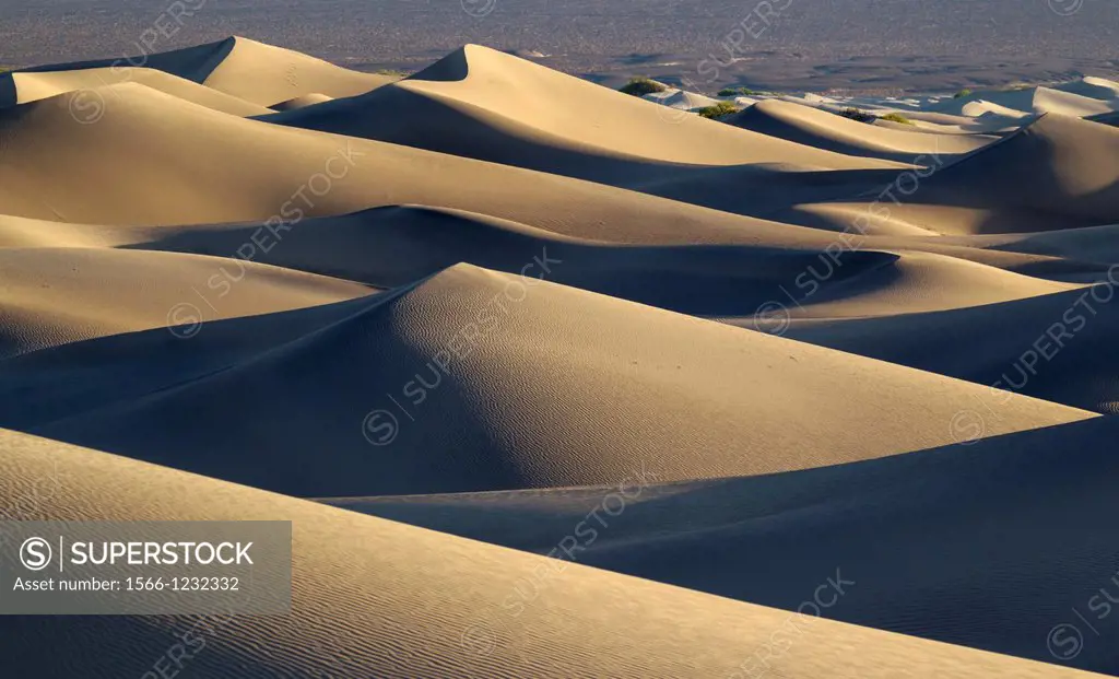 Mesquite Flat Sand Dunes in the Death Valley in the early morning  Death Valley National Park, California, USA