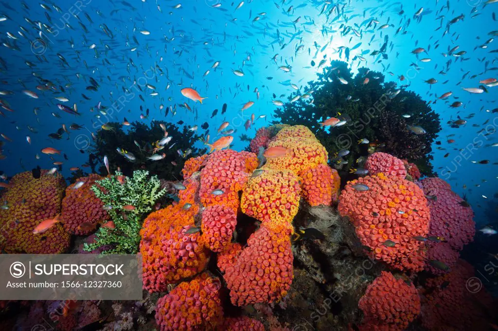 Reef of Orange Cup Corals, Tubastrea coccinea, Triton Bay, West Papua, Indonesia.