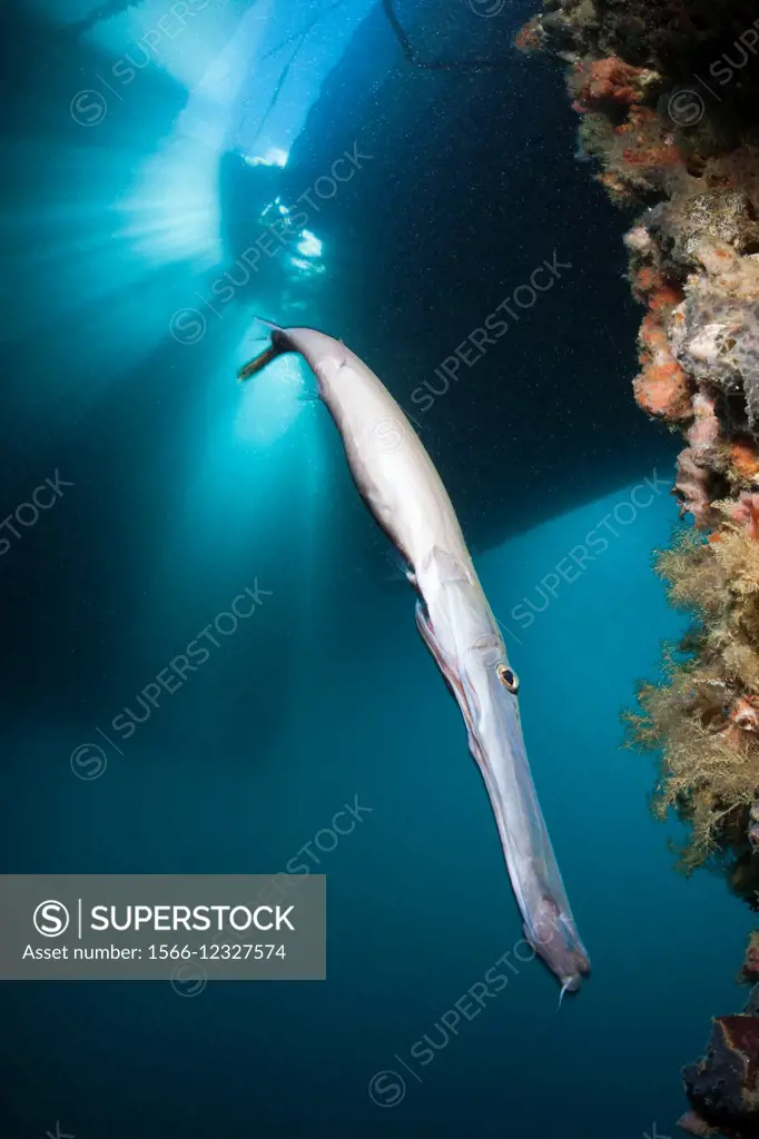 Trumpetfish under a Jetty, Aulostomus chinensis, Ambon, Moluccas, Indonesia.