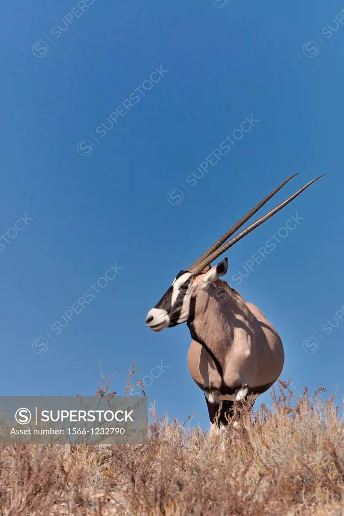 Gemsbok, Oryx Gazella, Kgalagadi Transfrontier Park, Northern Cape, South Africa