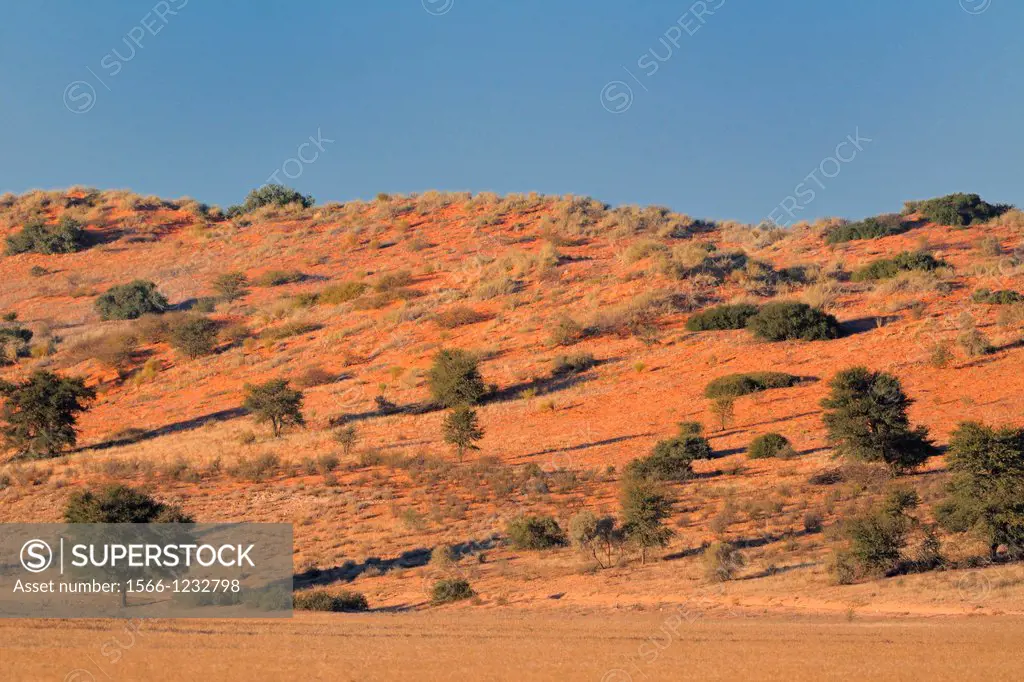 Kalahari desert, Kgalagadi Transfrontier Park, Northern Cape, South Africa