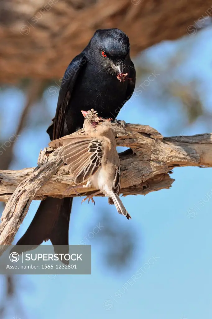 Fork-tailed Drongo, Dicrurus adsimilis, eating a bird, Kgalagadi Transfrontier Park, Northern Cape, South Africa