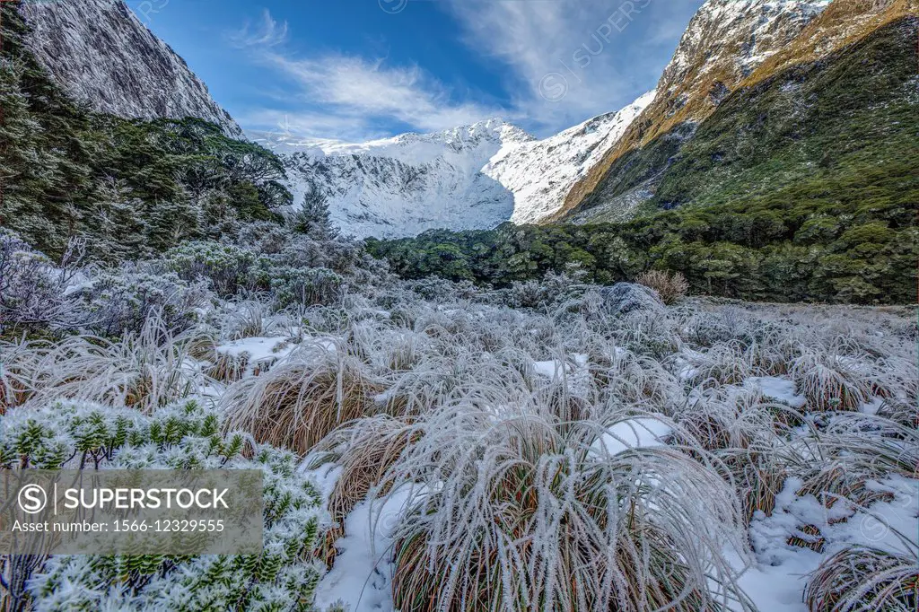 Frosted hebes and grass under Barrier Knob, Gertrude Valley, Fiordland National Park.