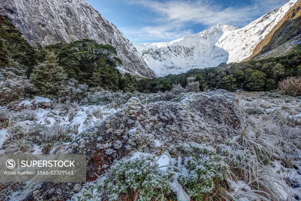 Frosted hebes and grass under Barrier Knob, Gertrude Valley, Fiordland National Park.