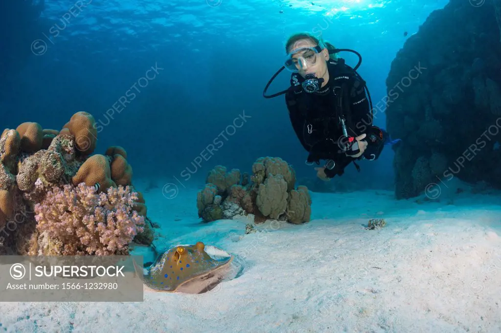 Scuba Diver and Bluespotted Ribbontail Ray, Taeniura lymma, Paradise Reef, Red Sea, Egypt