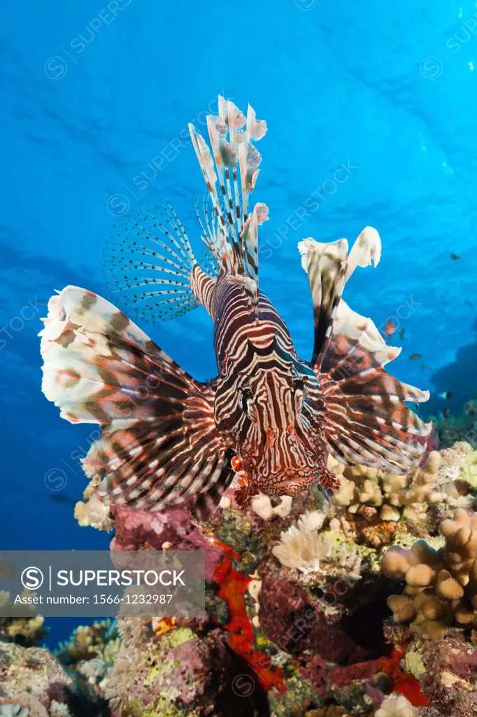 Lionfish over Coral Reef, Pterois miles, Shaab Maksur, Red Sea, Egypt