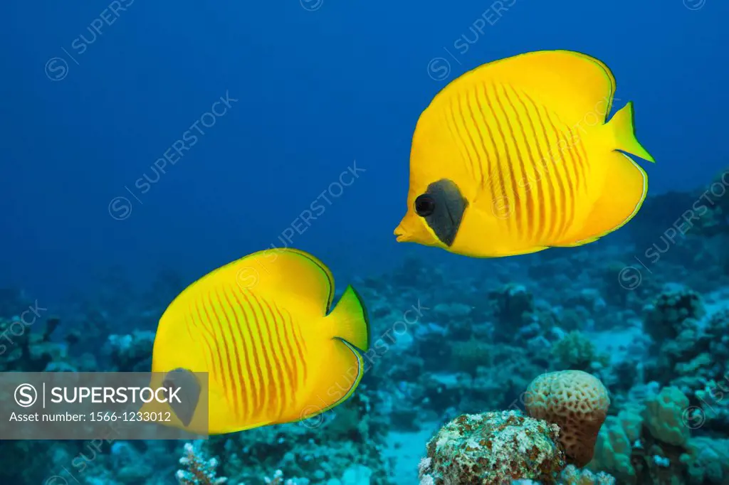 Pair of Masked Butterflyfish, Chaetodon semilarvatus, St  Johns, Red Sea, Egypt